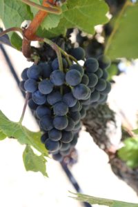 napa-grapes (143)