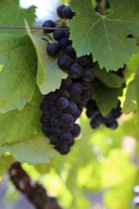 napa-grapes (24)
