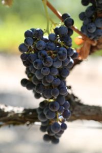 napa-grapes (50)