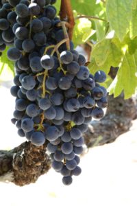 napa-grapes (81)