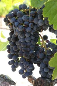 napa-grapes (87)