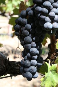 napa-grapes (9)
