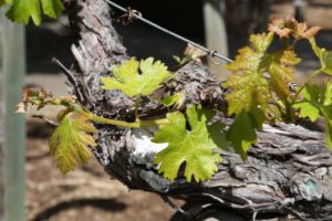 napa-grapevines1 (1)