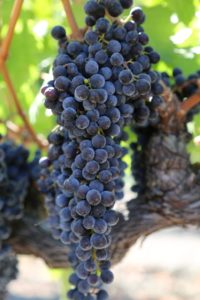 napa-wine-grapes