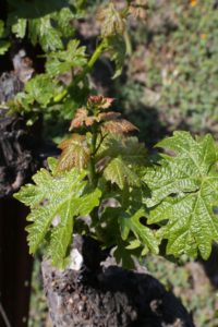 older-grapes (1)