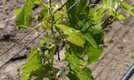 Patricia Howe Wines