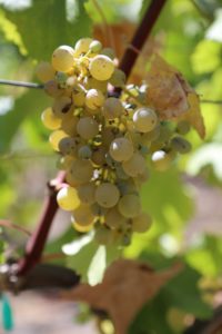 white-grapes-napa