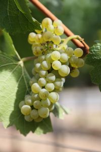 Napa-Grapes (1)