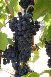 napa-grapes (92)
