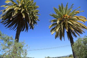 Twin-Palms-Vineyard (2)