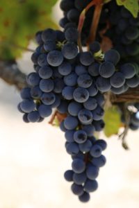 napa-grapes (62)