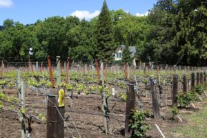 Tristant-Vineyards (1)