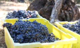 Trotter 1/16th Wines