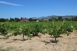 Mike-Molly-Hendry-Vineyard (1)