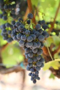 grapes-cab (69)