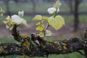 budding-grapevine