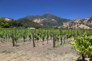 Valley-Floor-Vineyard-Calistoga (2)