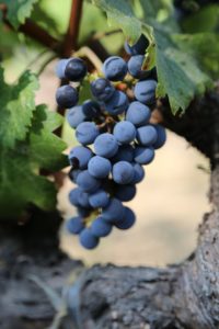 grapes-napa (14)