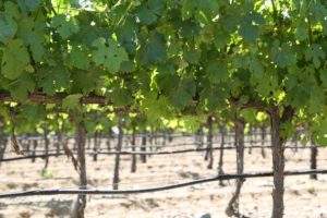 Pellet-Estate-Wine (1)
