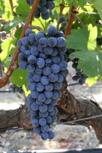 grapes-napa (41)