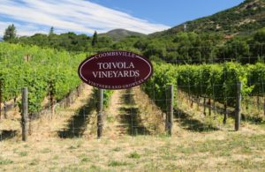 Toivola-Vineyards-Coombsville