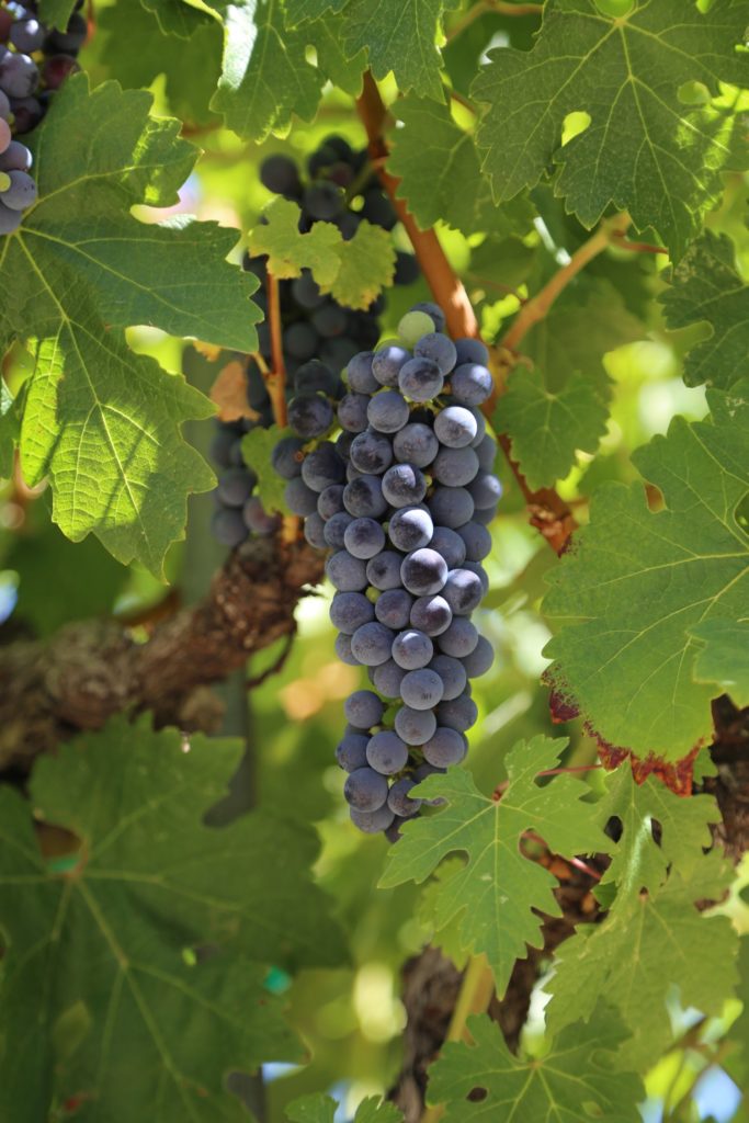 ADAMVS - The Napa Wine Project