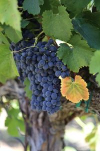 napa-grapes