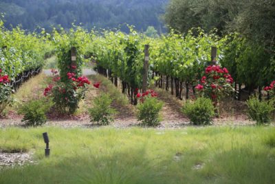 Poggi Wines