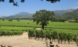 Shibumi Knoll Vineyards