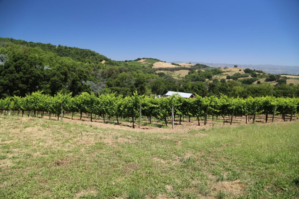 GRO Wines - The Napa Wine Project