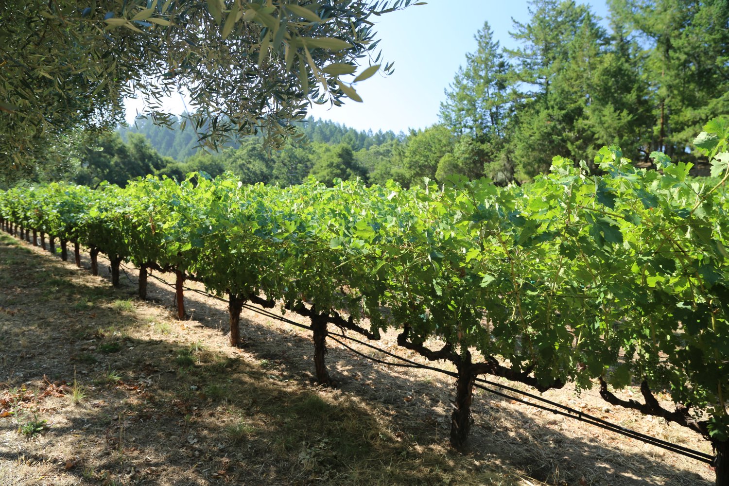 Lithology - The Napa Wine Project