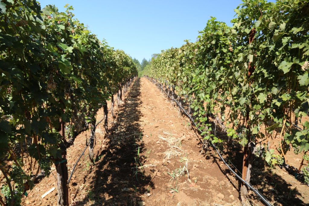 Angwin Estate Vineyards The Napa Wine Project