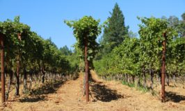Angwin Estate Vineyards