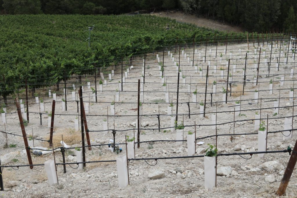 Knights Bridge Winery - The Napa Wine Project