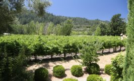 Sang~Froid Vineyards