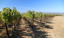 Bevan Cellars