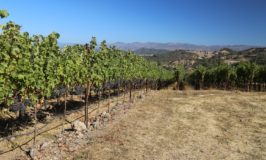 Bevan Cellars
