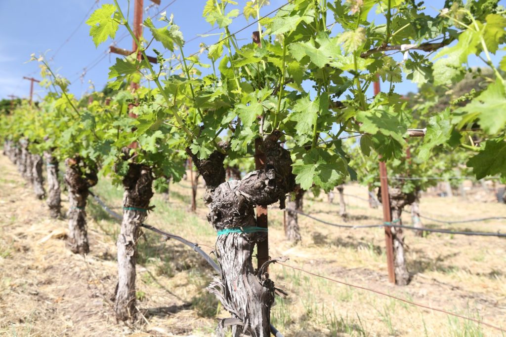 Hunter Glenn Estate The Napa Wine Project