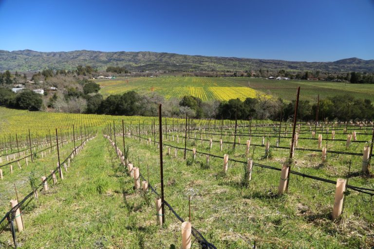 Hunter Glenn Estate The Napa Wine Project