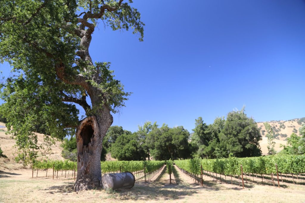 Shed Creek Cellars The Napa Wine Project