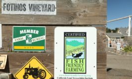 Fotinos Vineyard