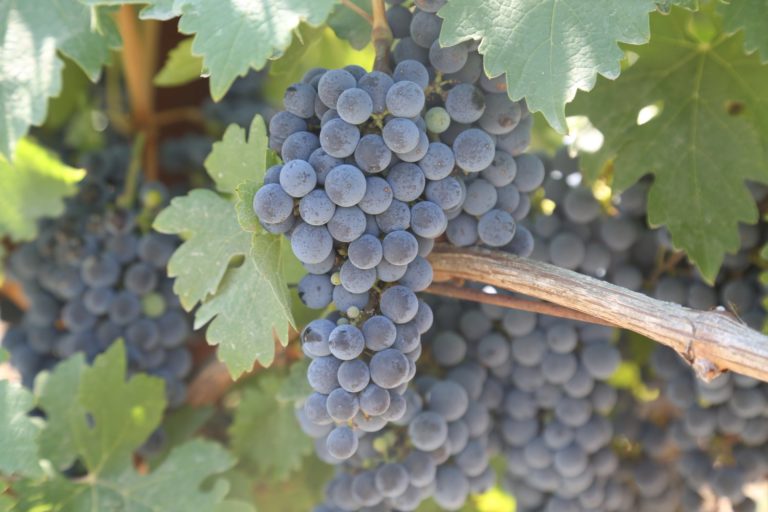 The Vice Wine The Napa Wine Project