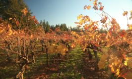 Howell Mountain Vineyards
