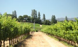 Howell Mountain Vineyards