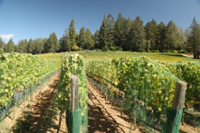 Bergman Family Vineyards