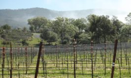 Hardten Family Vineyards