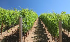 Impensata Wine