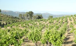 Highest Elevation Vineyards, Napa Valley