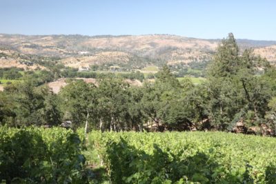 Arborum Estate