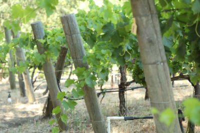 Abloom Wine